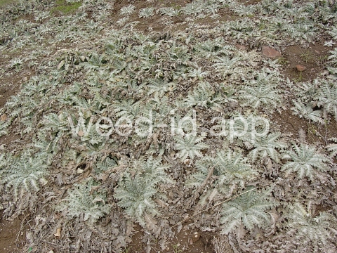 thistle, Scotch